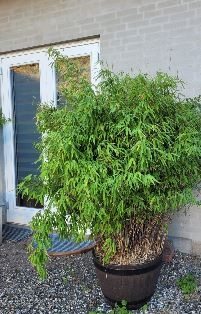 Bambus ‘Volcano’